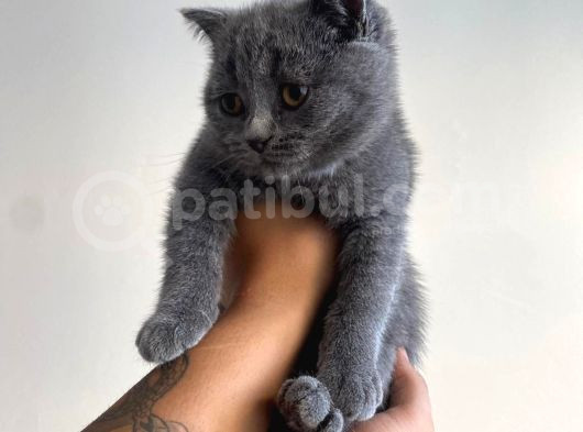 Ayı Kafa Tosun British Shorthair Gri Minik Bebekler görsel