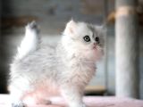 Güzeller Güzeli Silver British Longhair