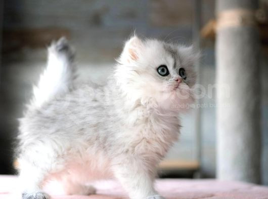Güzeller Güzeli Silver British Longhair görsel