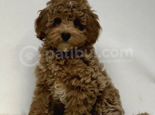 Red Braw Kıpkırmızı Ev Üretimi Tooy Poodle 