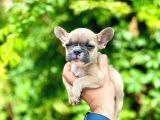 Oyuncu French Bulldog Yavrular