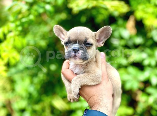 Oyuncu French Bulldog Yavrular görsel