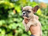 Oyuncu French Bulldog Yavrular