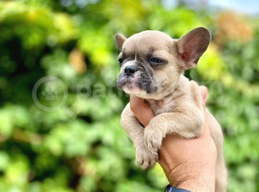Oyuncu French Bulldog Yavrular görsel