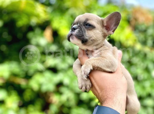 Oyuncu French Bulldog Yavrular görsel
