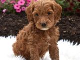 Tooy poodle cinsi kıpkırmızı Red mini Boy 