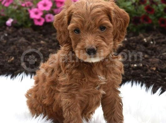 Tooy Poodle Cinsi Kıpkırmızı Red Mini Boy 