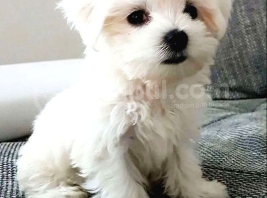 Kar Beyazı Maltese Bebeklerimiz görsel