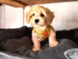 Zeki Tüy Dökmez A Secereli Maltipoo Yavrularımız