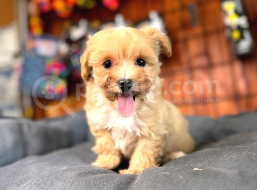 Zeki Tüy Dökmez A Secereli Maltipoo Yavrularımız görsel