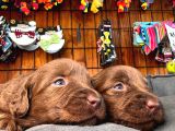 Çikolata ve siyah labrador retriever yavrularımız