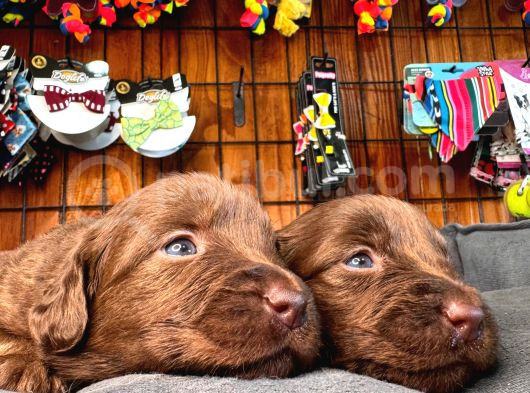 Çikolata Ve Siyah Labrador Retriever Yavrularımız