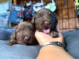 Çikolata Ve Siyah Labrador Retriever Yavrularımız