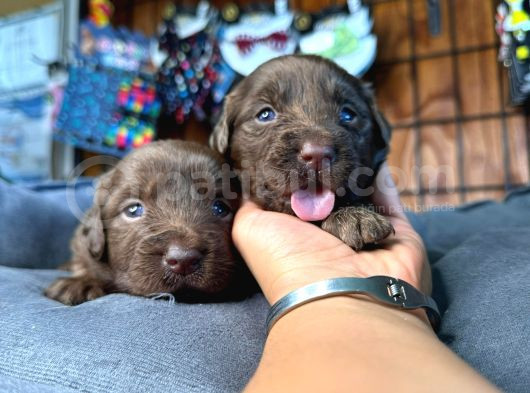 Çikolata Ve Siyah Labrador Retriever Yavrularımız görsel