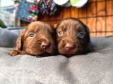 Çikolata Ve Siyah Labrador Retriever Yavrularımız
