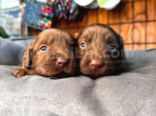 Çikolata Ve Siyah Labrador Retriever Yavrularımız görsel