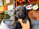 Çikolata Ve Siyah Labrador Retriever Yavrularımız