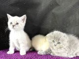50 günlük bluepoint ve british shorthair 15 yavru toplu