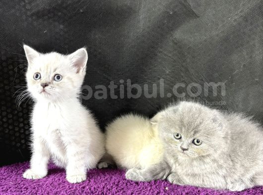 50 Günlük Bluepoint Ve British Shorthair 15 Yavru Toplu