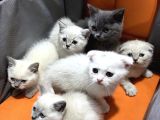 50 Günlük Bluepoint Ve British Shorthair 15 Yavru Toplu