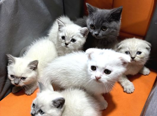 50 Günlük Bluepoint Ve British Shorthair 15 Yavru Toplu görsel
