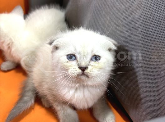 50 Günlük Bluepoint Ve British Shorthair 15 Yavru Toplu görsel
