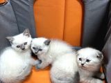 50 Günlük Bluepoint Ve British Shorthair 15 Yavru Toplu