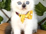 Safkan Boncuk Bluepoint Dişi Bebelerim