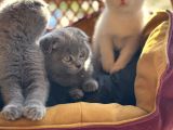 Şhow Kalite Scottish Fold