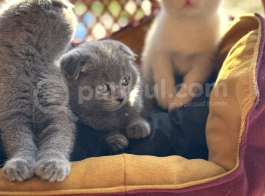Şhow Kalite Scottish Fold görsel