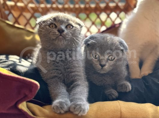 Şhow Kalite Scottish Fold görsel