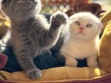 Şhow kalite scottish fold