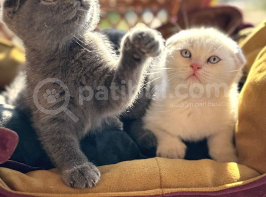 Şhow Kalite Scottish Fold