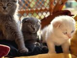 Şhow Kalite Scottish Fold