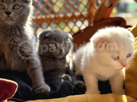 Şhow Kalite Scottish Fold görsel