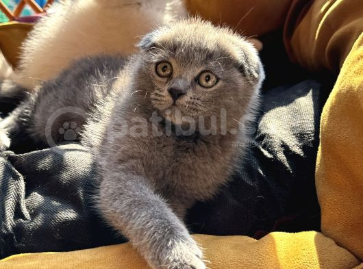 Şhow Kalite Scottish Fold görsel