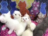 50 Günlük Bluepoint Ve British Shorthair 15 Yavru Toplu
