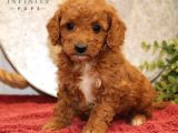 Red Braw Kıpkırmızı Ev Üretimi Tooy Poodle 