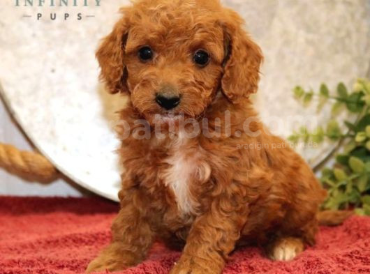 Red Braw Kıpkırmızı Ev Üretimi Tooy Poodle  görsel