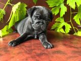 Siyah pug yavrular