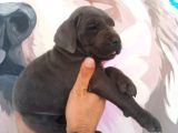 Sağlık Ve Irk Garantisi Altında Cane Corso Yavrularımız