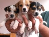 kısa bacaklı jack russell yavrularımız