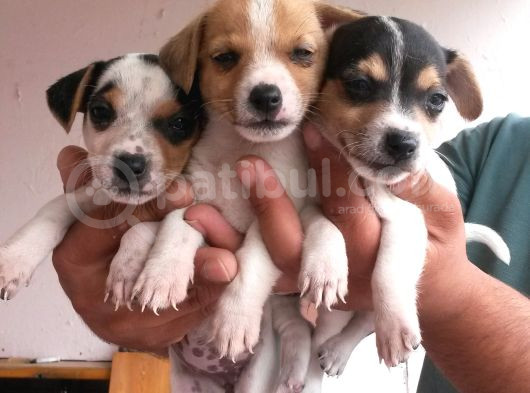 Kısa Bacaklı Jack Russell Yavrularımız