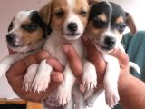 Kısa Bacaklı Jack Russell Yavrularımız