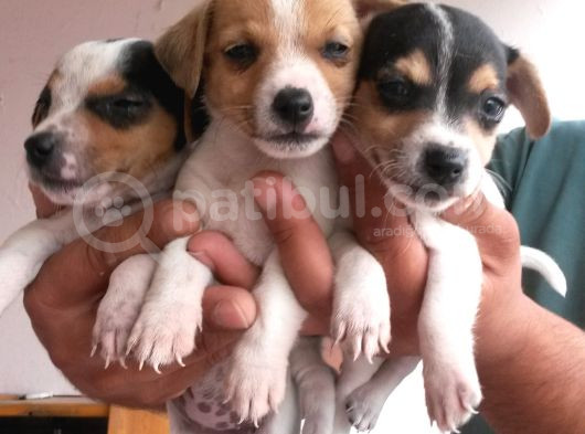 Kısa Bacaklı Jack Russell Yavrularımız görsel