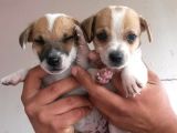 Kısa Bacaklı Jack Russell Yavrularımız