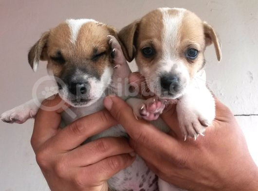 Kısa Bacaklı Jack Russell Yavrularımız görsel