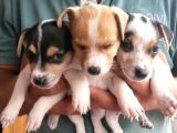 Kısa Bacaklı Jack Russell Yavrularımız