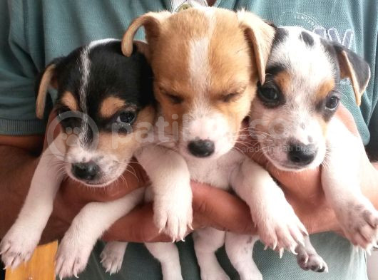 Kısa Bacaklı Jack Russell Yavrularımız görsel