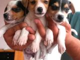 Kısa Bacaklı Jack Russell Yavrularımız